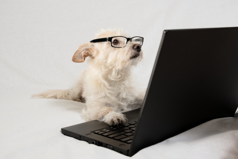 Terrier wearing glasses and working at laptop
