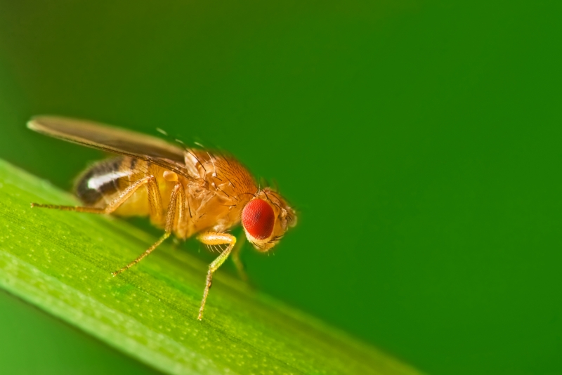 Fruit fly on blade of grass