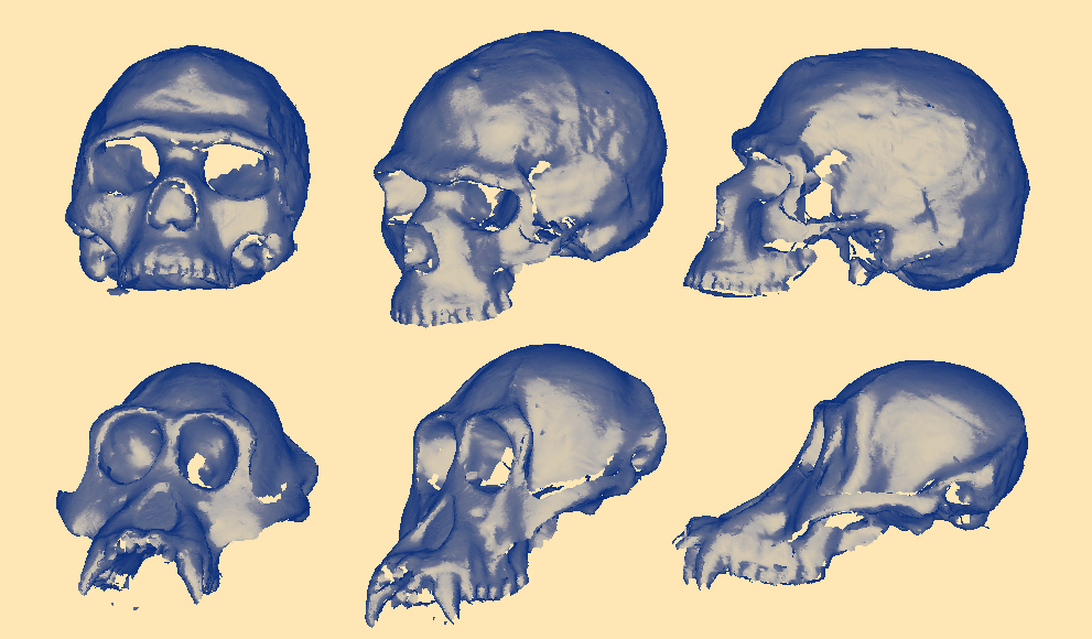 WellesleyX class now offers a virtual 3D fossil library. 