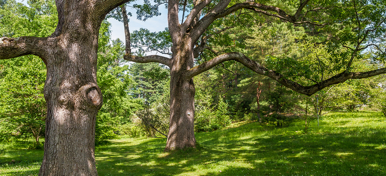 A tree on the Wellesley College Campus