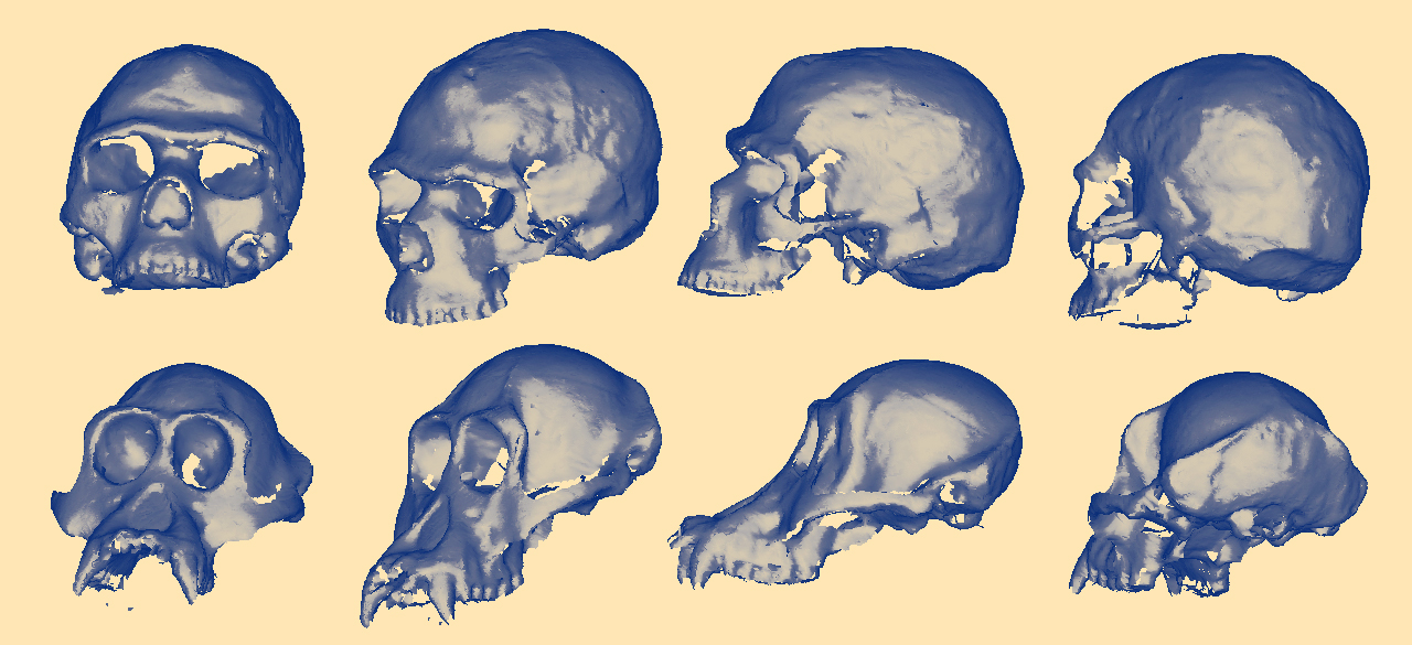 WellesleyX class now offers a virtual 3D fossil library. 