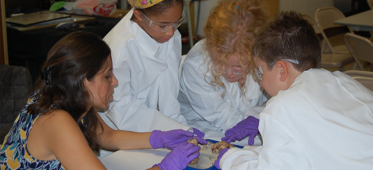 Wellesley neuroscience students lead middle schoolers in a dissection. 