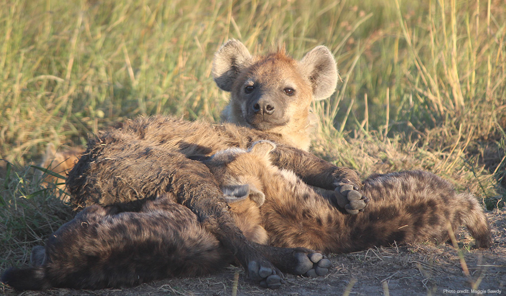 Spotted Hyenas