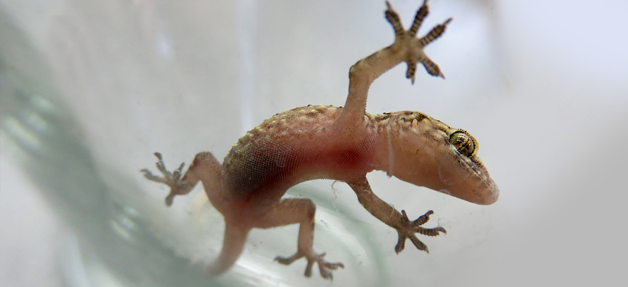 One of the Mediterranean geckos that resides in Wellesley's Greenhouses