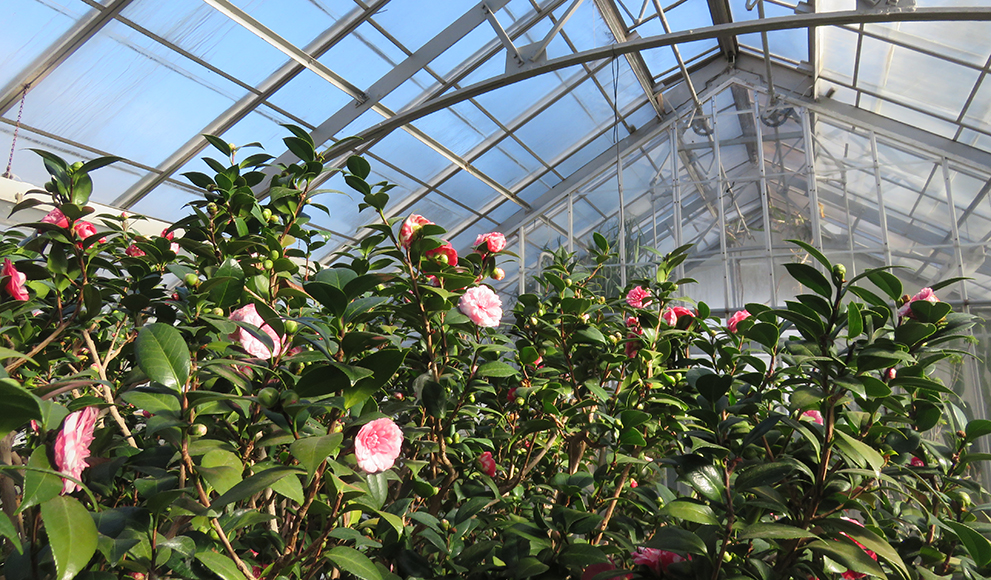 A photo of the pink and white blossoms of the Durant Camellia, the only surviving plant donated by College founder Henry Durant.
