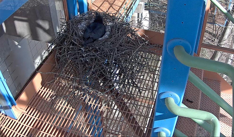 Screen capture of nesting Raven, March 30, Wellesley College Ravencam