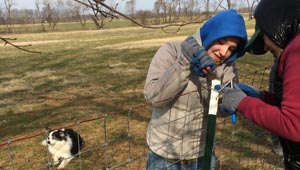 2 students build fence, dog looks on