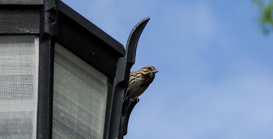 sparrow perched on a wellesley lamp