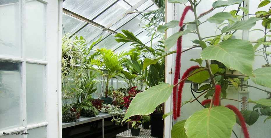 inside the greenhouses