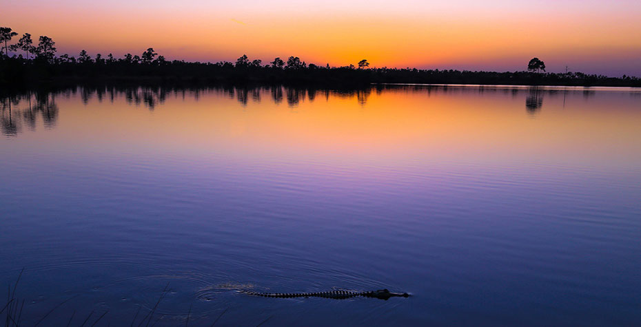 sunset over everglades glassy water with aligator in foreground