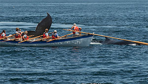 whale breaches near whaling rowboat