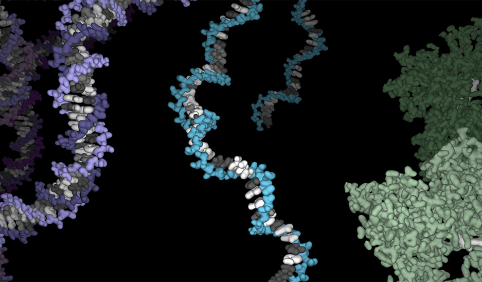 An illustration of DNA, RNA and protein