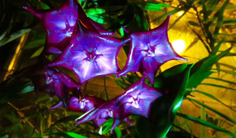 Photo from the 2016 Greenhouse Light Show
