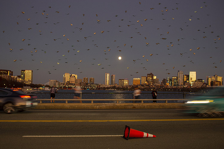 photo of city buildings seen across a river with a traffic one fallen over in front; many birds in the sky