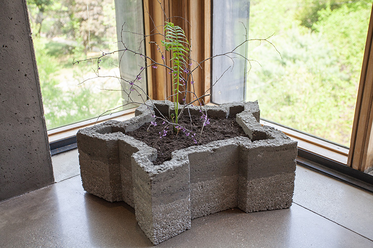 star shaped concrete form with dirt and a few plants in it, on the floor in a corner framed by windows