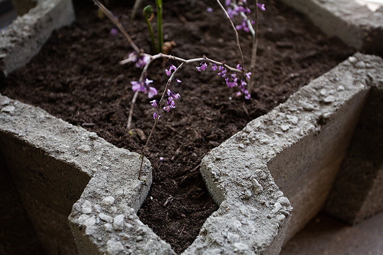 close up on the corner of a gray concrete structure filled with dark dirt and a thin branch covered in pink flowers