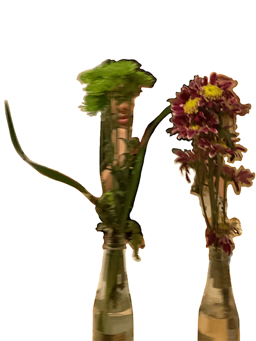 digitally cut-out images of plants on white background