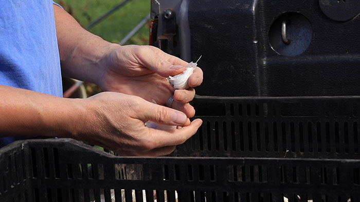 close up photo of two hands, one holding a garlic clove