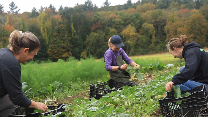 photo of three people laughing and hand harvesting crops in a field with many trees in the background