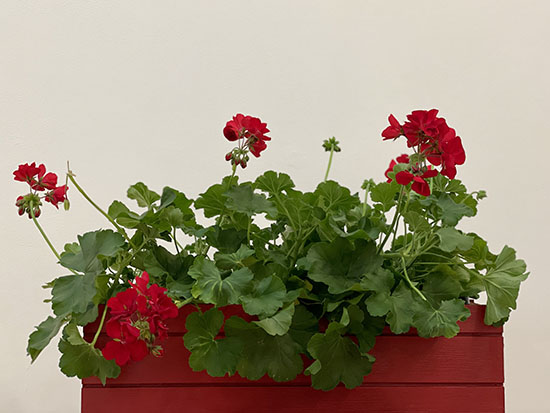 a red window box with red flowers and green foliage in it