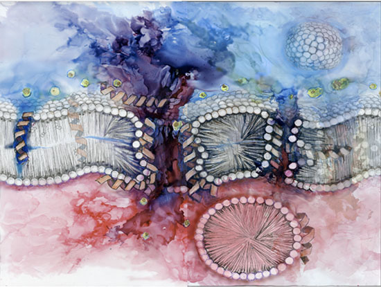 colorful scientific illustration of cellular structures