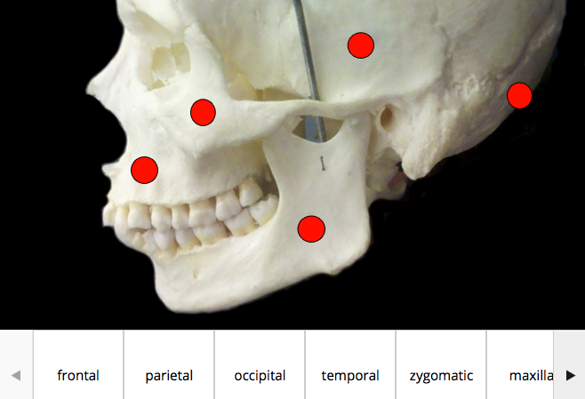 Example of drag-and-drop skeletal feature identification