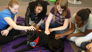 four students pat labrador retreiver