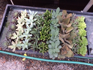 tray of crassulas