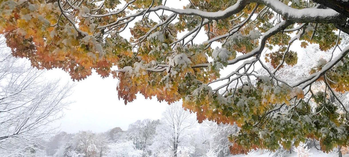 winter snow storm with fall leaves
