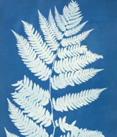 Anna Atkins, Aspidium Goldianum, ca. 1850. Cyanotype, 14 x 9 3/4 in. Museum purchase, The Linda Wyatt Gruber (Class of 1966) Photography Fund 2005, 2005.130