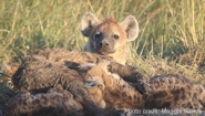 Spotted Hyenas, the subject of Ford Foundation Fellow Connie Roja '14's research