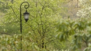One of Wellesley's iconic lampposts amid campus greenery 