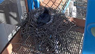 Screen capture of nesting Raven, March 30, Wellesley College Ravencam