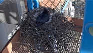 Screen capture of nesting Raven, March 30, Wellesley College Ravencam