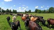 Kent Farms cattle