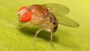 fruitfly closeup photo from wikipedia