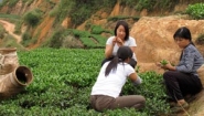 Wang with two women in field during tea harvest