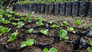 coffee seedlings growing in containers