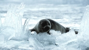 seal pup relaxing on ice floe