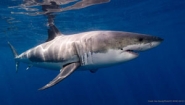 great white shark