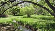 brook under arching branch in Wellesley Botanic Garden