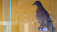 reflection of science center interior on display case showing passenger pigeon