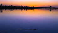 sunset over everglades glassy water with aligator in foreground