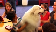 students sit on ground and pat a fluffy white dog