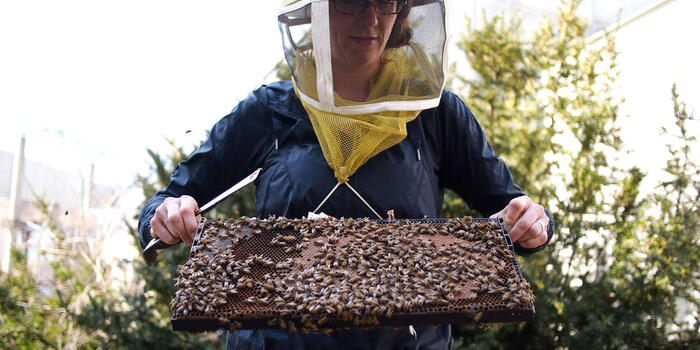 Heather Mattila examines a group of bees.