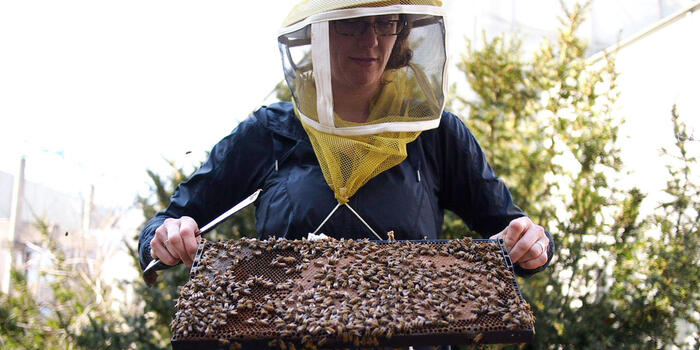 Associate professor of biological science Heather Mattila examines a group of bees.