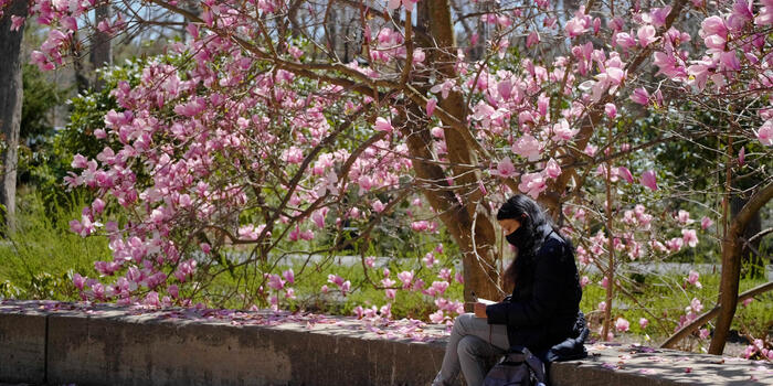 A student sits under a tree with pink flowers and writes in her notebook.