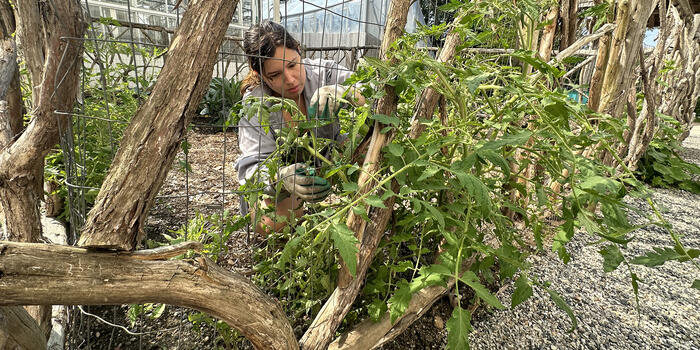 Lilia Bickson ’25 trellises tomatoes to a fence, which encourages stronger stems and helps keep bugs away from the plant.