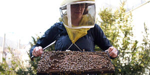 Associate professor of biological science Heather Mattila examines a group of bees.