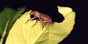 A Naupactus cervinus weevil is seen eating a leaf.